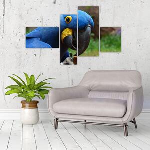 Obraz - papagáj (Obraz 110x70cm)
