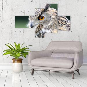 Vyzerajúce sova - obraz (Obraz 110x70cm)
