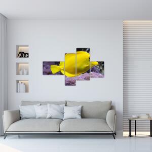 Obraz - žlté ryby (Obraz 110x70cm)