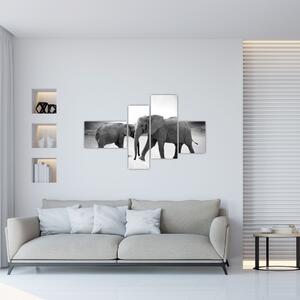 Obraz - slony (Obraz 110x70cm)
