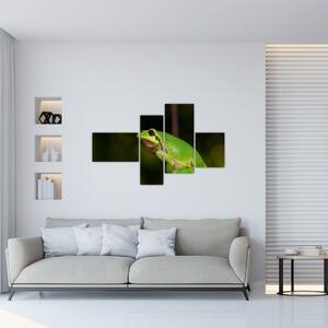 Obraz žaby (Obraz 110x70cm)