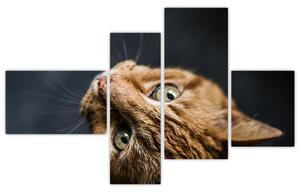 Moderný obraz - mačky (Obraz 110x70cm)