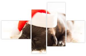 Obraz psa s čiapkou (Obraz 110x70cm)