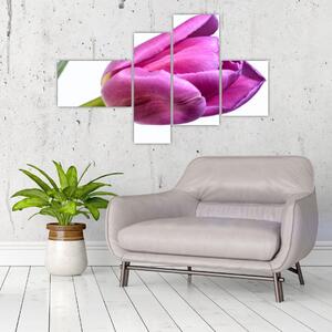 Obraz ružového tulipánu (Obraz 110x70cm)