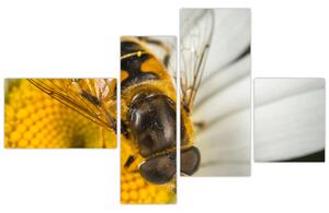 Obraz - detail včely (Obraz 110x70cm)