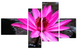 Obraz s detailom kvetu (Obraz 110x70cm)