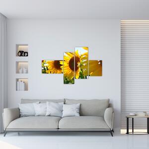 Obraz slnečníc na stenu (Obraz 110x70cm)