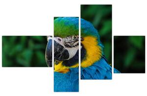 Obraz papagája (Obraz 110x70cm)