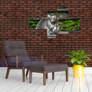 Obraz na stenu - opice (Obraz 110x70cm)