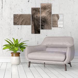 Obraz slona (Obraz 110x70cm)