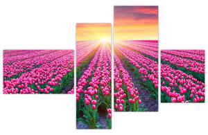 Obraz - polia kvetov (Obraz 110x70cm)