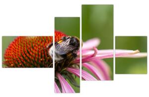 Obraz včely na kvete (Obraz 110x70cm)