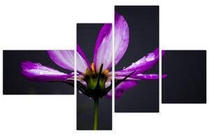 Obraz - kvety (Obraz 110x70cm)