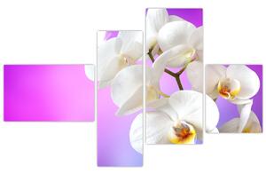 Obraz s orchideí (Obraz 110x70cm)