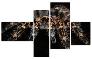 Obraz - Tarantula (Obraz 110x70cm)