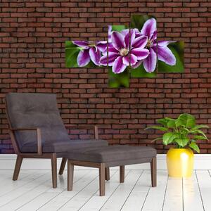 Súkvetia rastliny, obraz do bytu (Obraz 110x70cm)