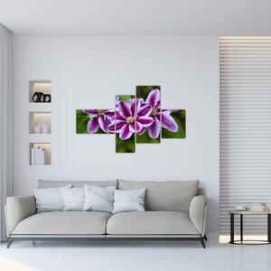 Súkvetia rastliny, obraz do bytu (Obraz 110x70cm)