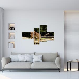 Obraz žirafy (Obraz 110x70cm)