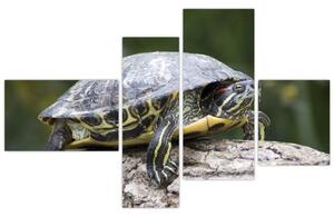 Obraz suchozemské korytnačky (Obraz 110x70cm)