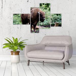 Obraz s americkým bizónom (Obraz 110x70cm)