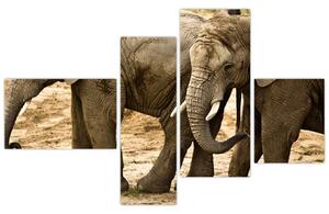 Slon, obraz (Obraz 110x70cm)
