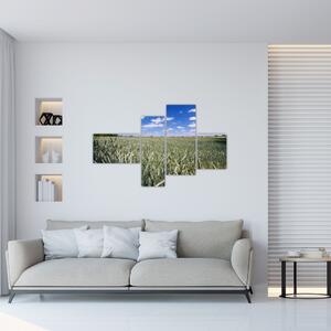 Pole pšenice - obraz (Obraz 110x70cm)