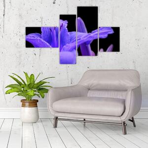 Obrazy kvetiny (Obraz 110x70cm)