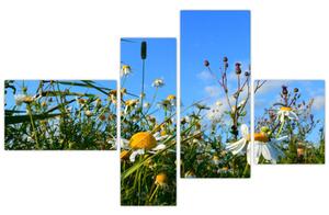 Obraz lúčnych kvetov (Obraz 110x70cm)