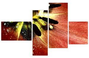 Detail kvetu - obraz (Obraz 110x70cm)