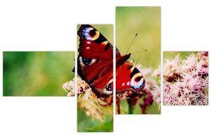Motýľ - obraz (Obraz 110x70cm)
