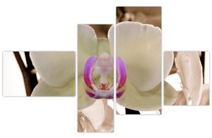 Orchidea - obraz (Obraz 110x70cm)