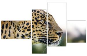 Leopard - obraz (Obraz 110x70cm)