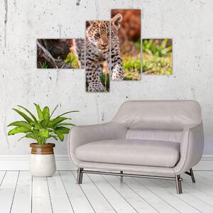 Mláďa leoparda - obraz do bytu (Obraz 110x70cm)