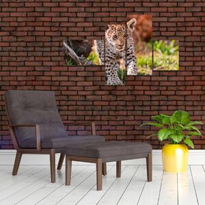 Mláďa leoparda - obraz do bytu (Obraz 110x70cm)