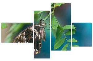 Motýľ - obraz (Obraz 110x70cm)