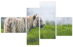 Tiger - obraz (Obraz 110x70cm)