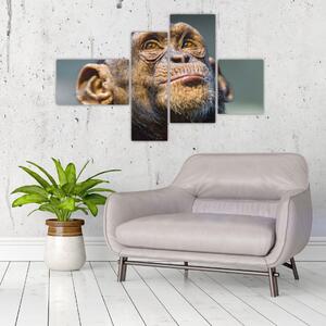 Opica - obrazy (Obraz 110x70cm)