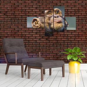 Opica - obrazy (Obraz 110x70cm)