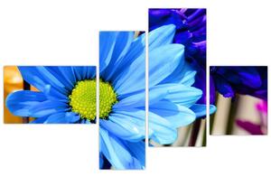 Modrá chryzantéma - obrazy (Obraz 110x70cm)