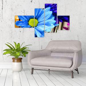 Modrá chryzantéma - obrazy (Obraz 110x70cm)