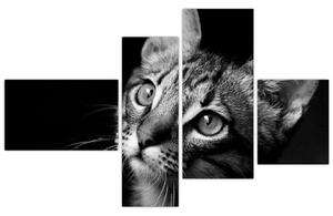 Obraz mačky (Obraz 110x70cm)