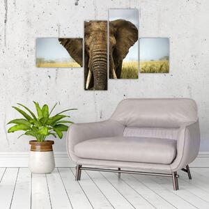 Slon - obraz (Obraz 110x70cm)