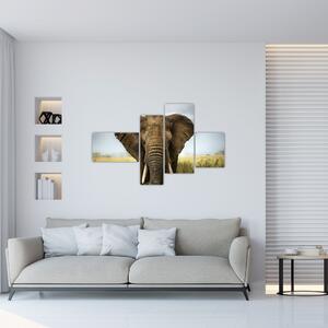 Slon - obraz (Obraz 110x70cm)
