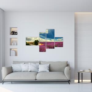 Levanduľové polia - obraz (Obraz 110x70cm)