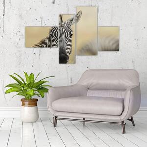 Zebra - obraz (Obraz 110x70cm)