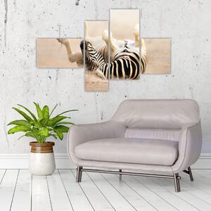 Obraz zebry (Obraz 110x70cm)