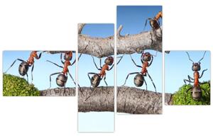 Obraz mravcov (Obraz 110x70cm)