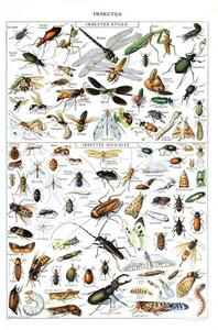 Obrazová reprodukcia Illustration of useful Insects and insect pests c.1923, Millot, Adolphe Philippe