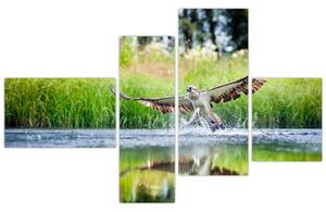 Fotka loviaceho orla - obraz (Obraz 110x70cm)