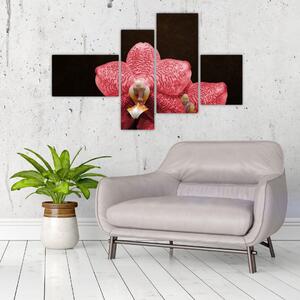 Ružová orchidea - obraz (Obraz 110x70cm)